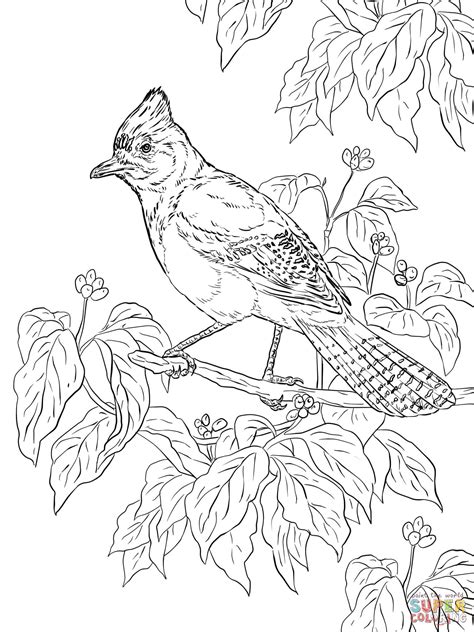 printable realistic bird coloring pages thiva hellas
