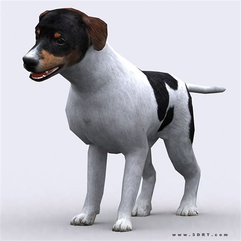 drt dog  model game ready animated rigged cgtradercom