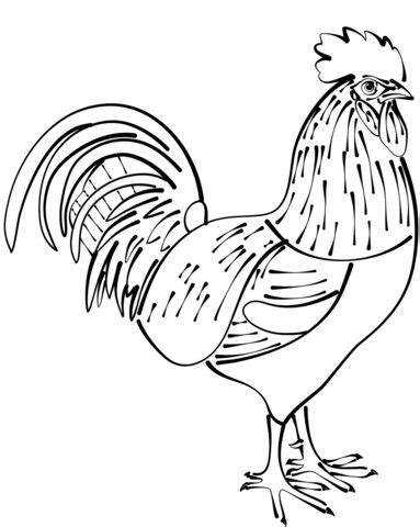 rooster coloring page  printable coloring pages coloring pages