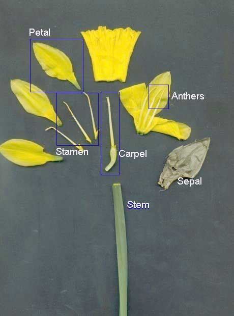 daffodil dissected parts   flower daffodil day plant science