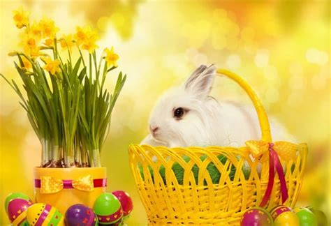 beautiful easter bunny yellow picture wallpaperscom
