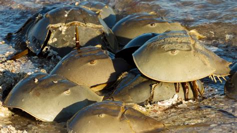 horseshoe crab    frost science