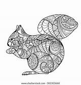 Coloring Squirrel Adult Book Drawn Stress Vector Funny Anti Zentangle Style Details Background Nut Hand Shutterstock Illustration High Girl Footage sketch template