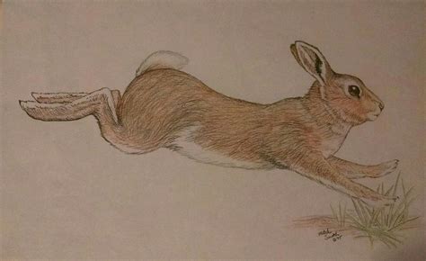 cottontail rabbit  colored pencil wildlife art wildlife animals