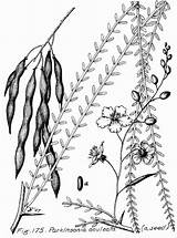 Parkinsonia Aculeata Palo Thorn Jerusalem Mexican Parkinson sketch template