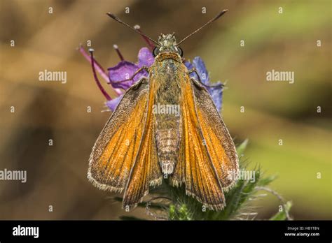 warble fly stock  warble fly stock images alamy