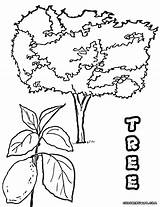 Tree Coloring Lemon Pages Getdrawings Drawing Print Colorings sketch template