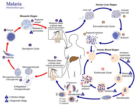 malaria life cycle  georgia encyclopedia