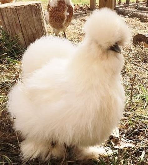 White Silkie Bantam Chickens For Sale Cackle Hatchery®