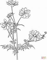 Cosmos Aster Drawing Mexican Coloring Garden Pages Bipinnatus Flowers Flower Printable Supercoloring Embroidery Color Plant Getdrawings Choose Board sketch template