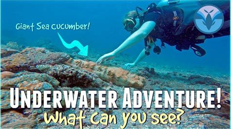 Underwater Adventure What Can You See Maddie Moate Youtube