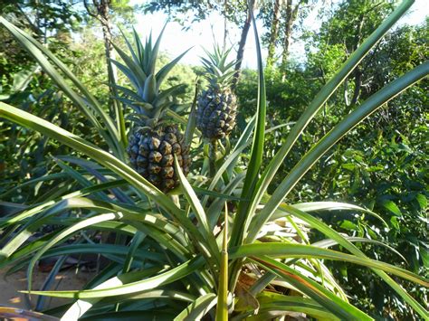 maui jungalow   grow  pineapple   pineapple top