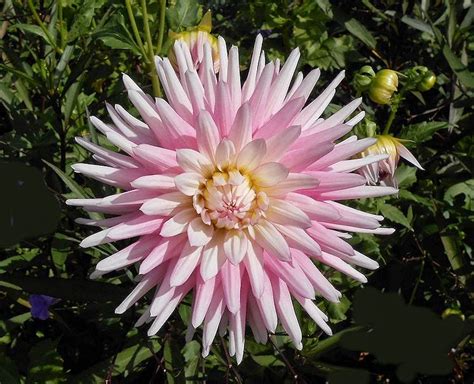 virtual garden national dahlia day