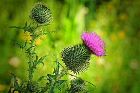 Scottish Thistle Flower Essence Best Flower Site