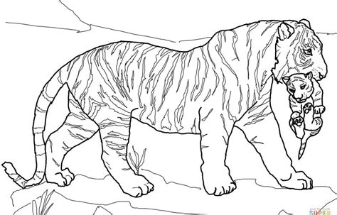 tiger coloring pages  adults clashing pride