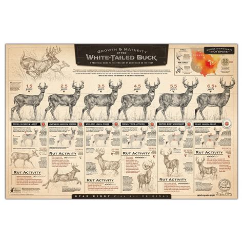 The Growth And Maturity Of The White Tailed Buck Paper Print Deer