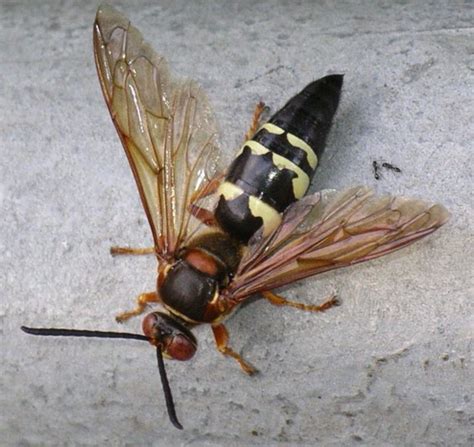 Worried About Those Wasps Buzzing Around Relax They Re Cicada Killers