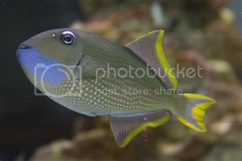 blue jaw trigger colors reef central  community