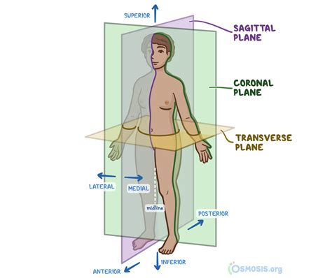 anatomical position    significance regions planes   osmosis