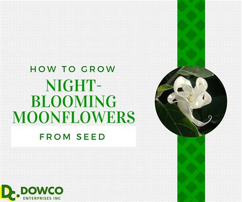 grow night blooming moonflowers  seed