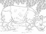 Rinoceronte Panzernashorn Kleurplaat Panter Volwassen Indiano Rhinoceros Nashorn Stampare Grazing Kategorien sketch template