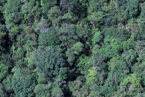 aerial view  forest aerial view  forest indonesia ph flickr