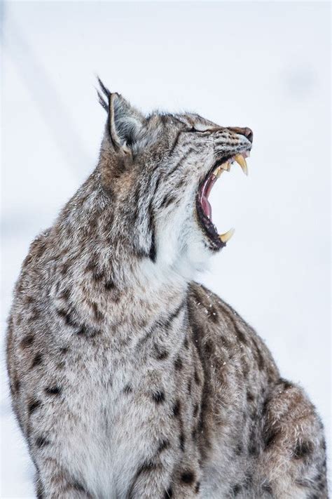 via 500px lynx jaws by jamen percy lynx caracal