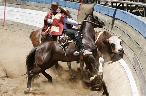 rodeo chileno  favor  en contra  topic taringa