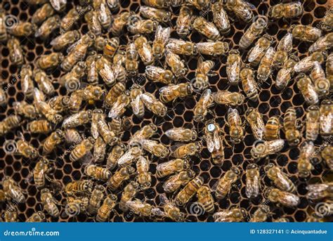 bijen  bijenkorf stock afbeelding image  geel arbeider
