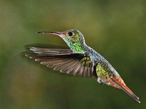 amazing   hummingbirds