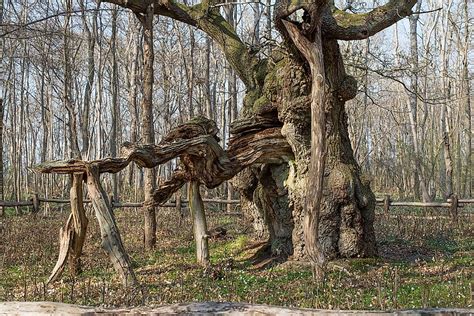 major oak worldatlas