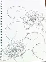 Draw Seerosenblatt Lilies Bleistift Negro Skizzen Gazo Skizze Zeichnung sketch template