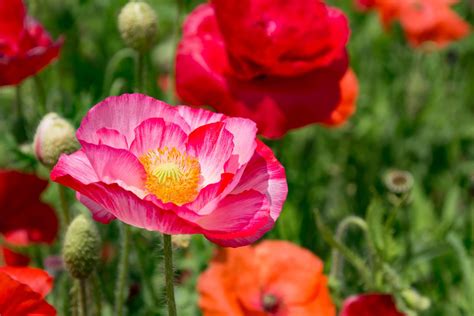 Information On Growing Poppy Flowers Poppy Flower Garden