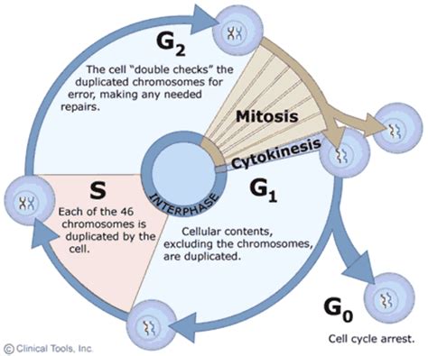 stages   cell cycle mitosis interphase  prophase owlcation