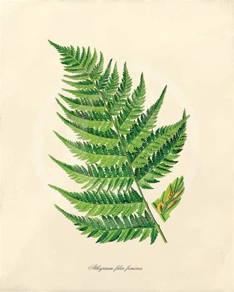 images  botanical fern prints  pinterest