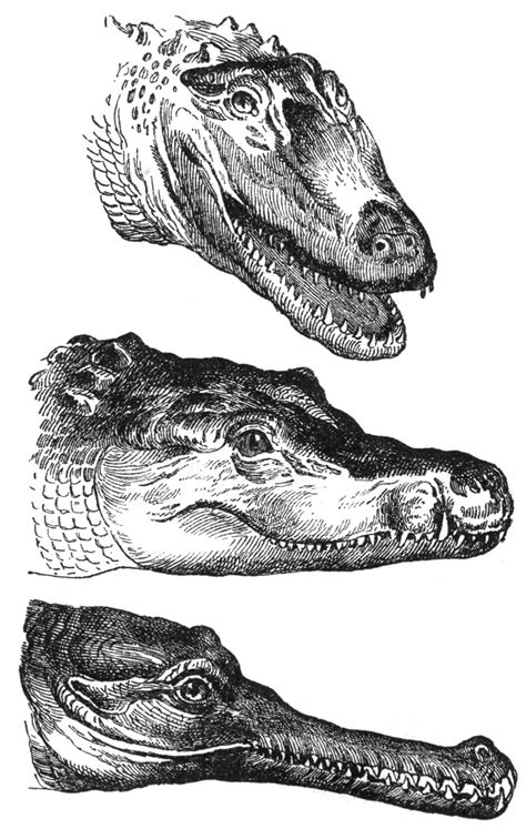 crocodilians psychology wiki fandom powered by wikia