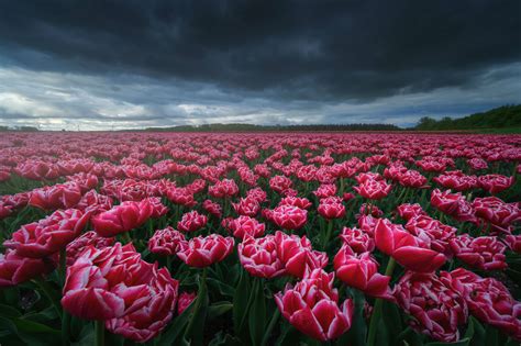 Magnificent Tulip Shots By Albert Dros Are The Reason Why