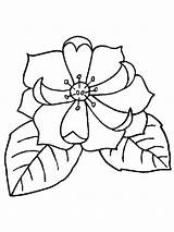 Magnolia Coloring Pages Flower Printable Color Flowers Print Getcolorings Pa sketch template