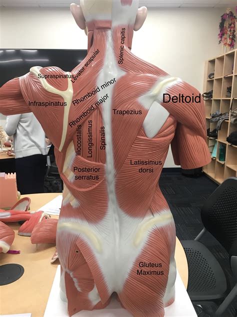 muscles anatomy labeled upper  anatomy  physiology gambaran