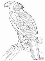 Coloring Aigle Harpy Kleurplaten Eagles Supercoloring Bw Gratuit Adelaar Coloriages Kleurplaat sketch template