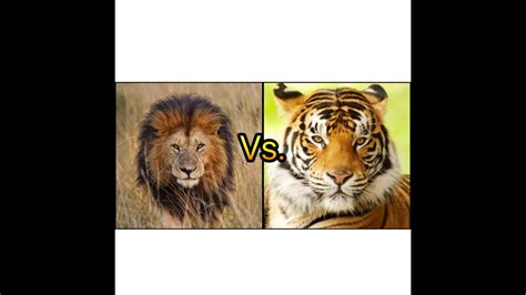 African Lion Vs Bengal Tiger Youtube