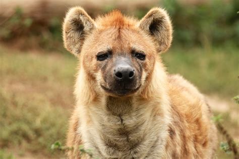 fierce hyena facts    sink  teeth  factsnet