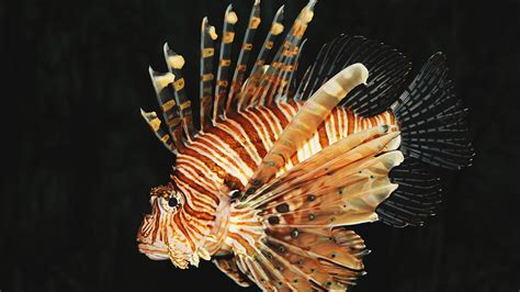 lionfish genes studied  clues  invasive prowess nc state news