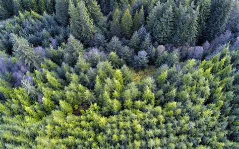 aerial photo  forest hd wallpaper wallpaper flare