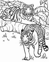 Mewarnai Harimau Bengal Tigres Realistic Cub Zoology Colornimbus Designlooter Tiere sketch template