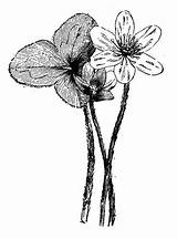 Illustrations Hepatica Liverwort Clip Plant Pixnio Plants Vector Americana Illustration Anemone sketch template