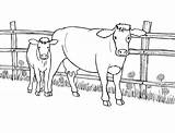 Cow Vaca Colorat Colorir Bezerro Desenhos Desene Planse Vaci Vache Cows Vacas Vitel Mucche Coloriage Krowa Kolorowanki Coloriages Herd Dzieci sketch template