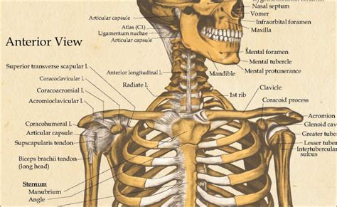 skeletal anatomy poster