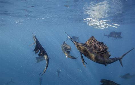 sailfish  marlin  battle   bills updated