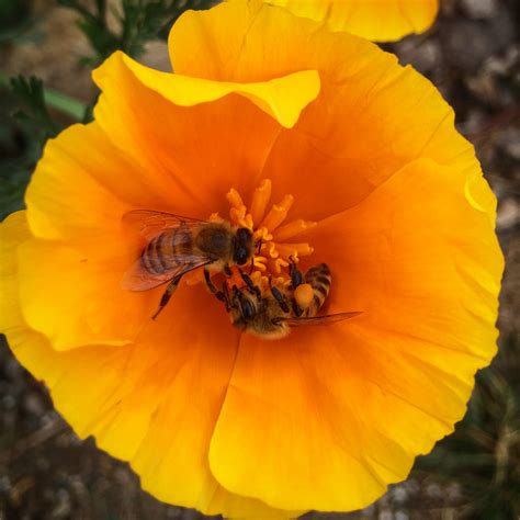 top  bee friendly flowers beekeeping   girl
